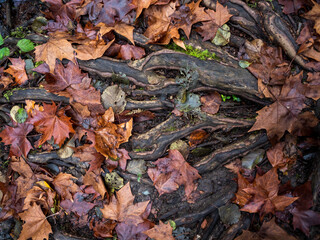 imagen detalle raíces saliendo del suelo entre hojas secas caídas 