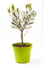 Young olive tree isolated on white background.Gardening concept. Plant in a green pot.