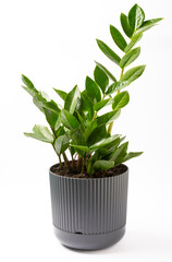 Zamioculcas isolated on white background.Gardening concept. Houseplant in a gray pot.