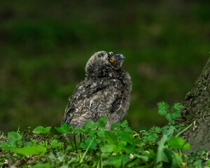 Curious Owlet's upside-down adventure: gazing up from the forest floor