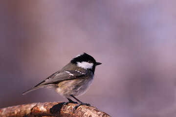 Small Coal tit on a branch on a blurred purple background.