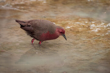 ruddy-breasted crake, or ruddy crake, is a waterbird in the rail and crake family Rallidae.this...