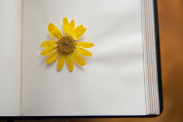 Flores amarillas secas sobre hoja blanca de libro. 