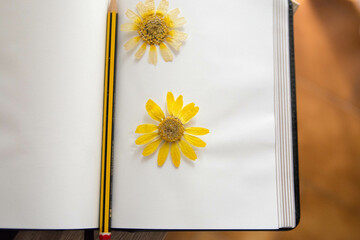 Flores amarillas secas sobre hoja blanca de libro. 