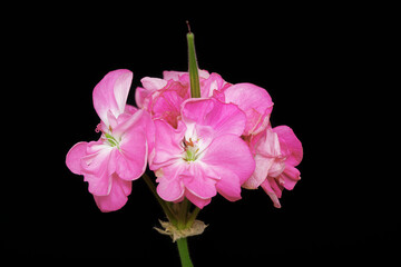 Geranium (pelargonium) bunch of flowers isolated on the black background. Pink blossom in details. Close up. Macro.