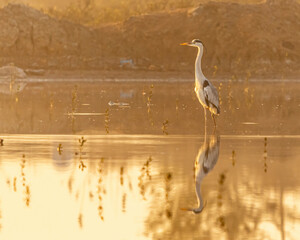 A Grey Heron in a lake resting