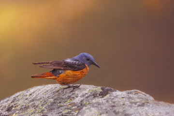 Rufous-tailed rock thrush.- Monticola saxatilis