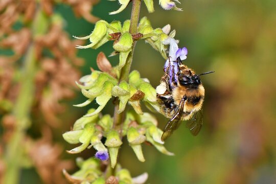 Rzadko obserwowana pszczoła porobnica drewniarka (Anthophora furcata) - samica, na kwiatach popularnej pokrzywki (Coleus sp.)
