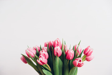 Beautiful bunch of fresh tulips in full bloom against white background. Negative space for text. Spring flowers.
