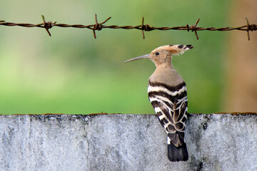 Common hoopoe © Iqbal