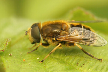 Closeup on a European drone fly, Eristalis arbustorum, sitting on a green leaf