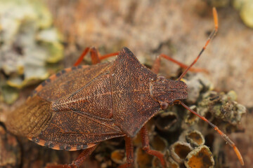 Detailed Closeup on the brown Dock leaf bug, Arma custos sitting on a twig