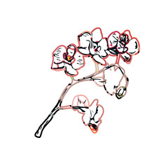 Color sketch of an orchid flower with transparent background