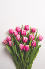 Beautiful fresh pink tulip flowers in full bloom on white background, top view. Copy space for text. Minimalist flat lay with spring blooms.