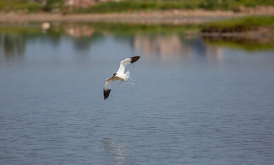 large black and white water bird, Pied Avocet, Recurvirostra avosetta