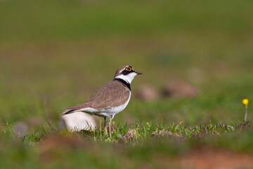 bird on the grass, Little Ringed Plover, Charadrius dubius	