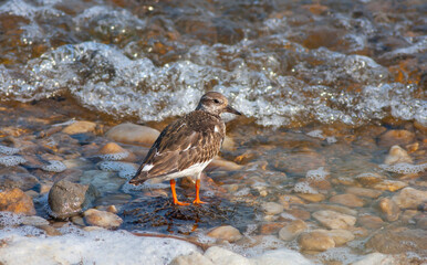 itle waterfowl in its natural habitat, Ruddy Turnstone, Arenaria interpres	