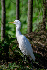 Naklejka premium Intermediate egret