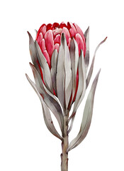 Artistic botanical illustration.  Hand painted single flower of protea with leaves isolated on white background. Watercolor flower protea. 
