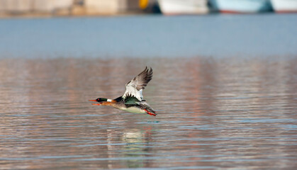 large water bird soaring in the air, Red-breasted Merganser, Mergus serrator