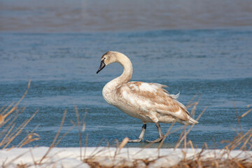 large waterfowl in its natural habitat, Mute Swan, Cygnus olor