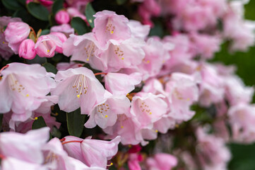 Obraz premium Beautiful Garden with blooming trees and bushes during spring time, England, Wales, UK, early spring flowering azalea shrubs