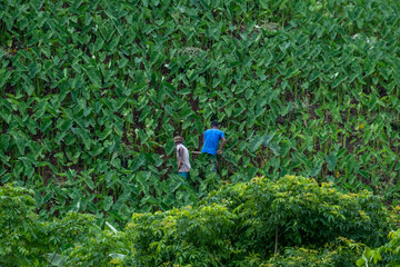 Farmer working on field