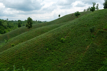 landscape with green hills