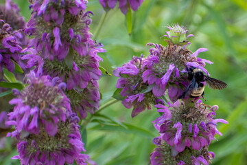 South Texas Garden © ineffablescapes