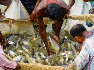 Fishermen selecting brooder fish from the net for breeding 