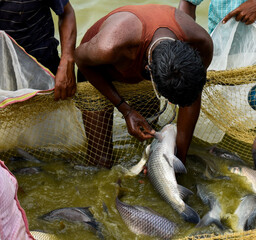 Fishermen selecting brooder fish from the net for breeding 