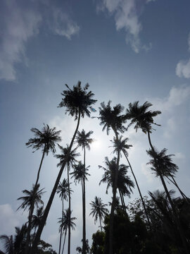 Exotic palm trees silhouettes litted with evening sun rays. Tropical countries vacation vertical concept image.
