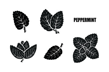 Peppermint Leaves. Fresh Mint Leaf Set. Medicinal Plants and Spicy Herbs. Black and White Vector illustration