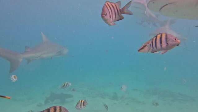 4k video of Bull Sharks (Carcharhinus leucas) in Bimini, Bahamas
