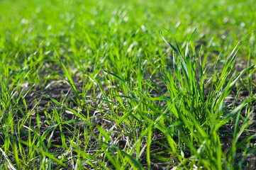 Green growing grass close-up and copy space