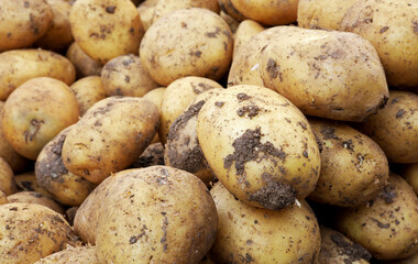 organic raw potatoes at the market