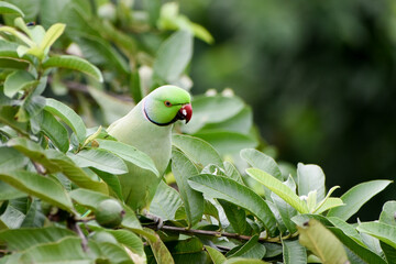Rose-ringed parakeet (Psittacula krameri) or parrot sitting on the guava trees.