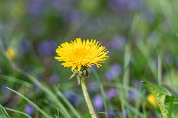 wiosenny kwiat żółtego mniszka lekarskiego na zielonym trawniku