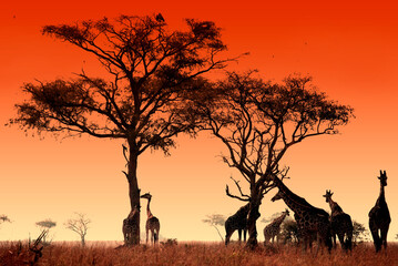 Giraffes near the acacia tree at the sunset