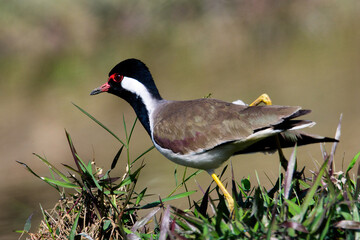 red-wattled lapwing