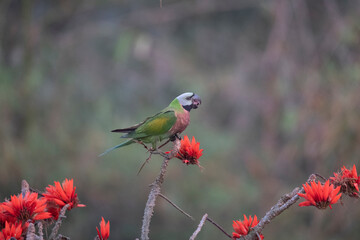 Red breasted parakeet