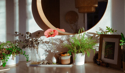 Houseplants in morning light 