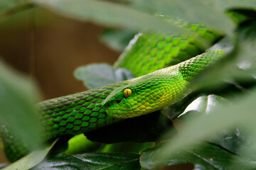 Green pit viper