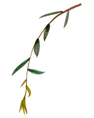 leaves isolated on white