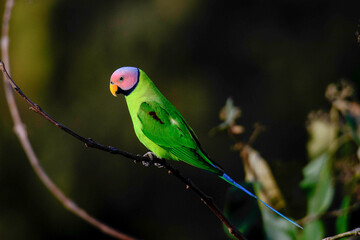 palm headed parakeet