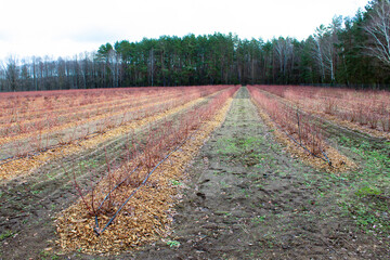 Row upon row of blueberries on the farm. The rows are mulched with sawdust, artificial watering....