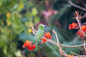 Blue bearded bee eater