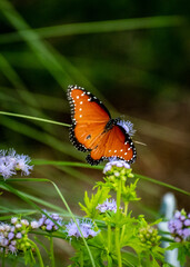 Butterflies in garden