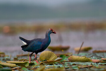 Purple swamphen