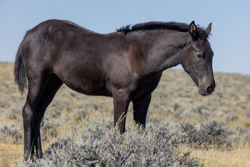 Obraz premium Beautiful Wild Horse in Autumn in the Wyoming Desert